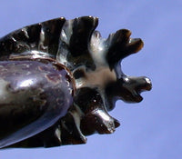 EXQUISITE FAT Puzosia 3.2" Ammonite - Sutured Fossil Gemstone!