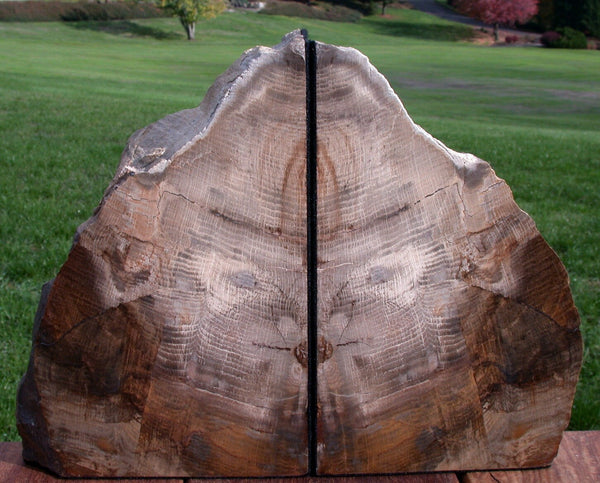 Petrified Wood Bookends - STUNNING 10+ lb. Stinking Water Oak!